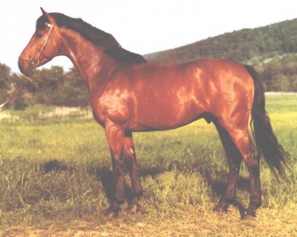 stallion Colorado (Holsteiner, 1967, from Colombo)