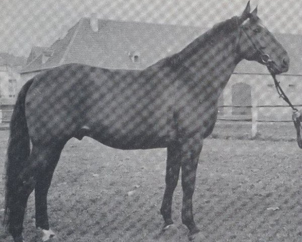 stallion Anker (Westphalian, 1968, from Angelo xx)