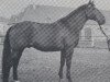 stallion Anker (Westphalian, 1968, from Angelo xx)