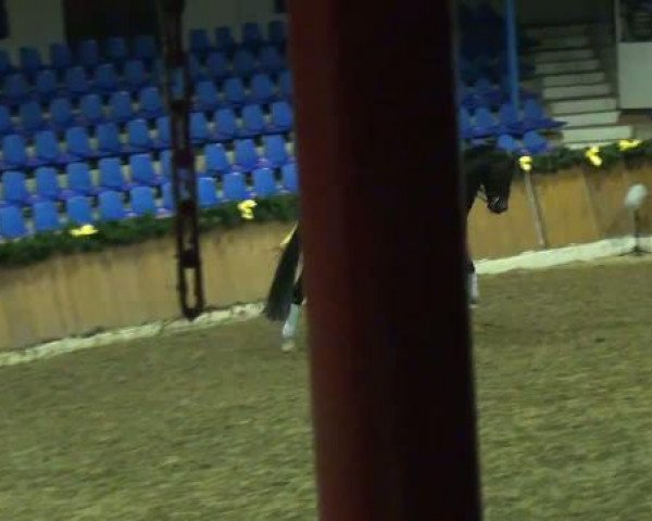 Gemeinschaftshengstschau Vechta 2012
Freitag, den 02.03.2012
Gestüt Famos
