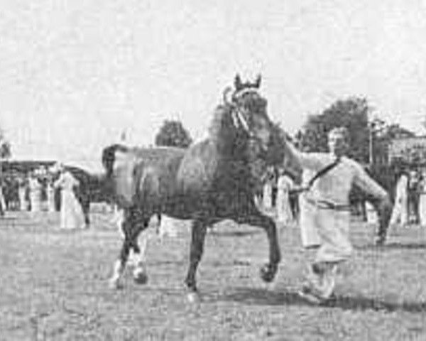 stallion Nestor (Gelderland, 1949, from Amburg)