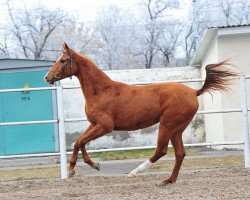 horse Al-Sona (Akhal-Teke, 2010, from Melebaidak)