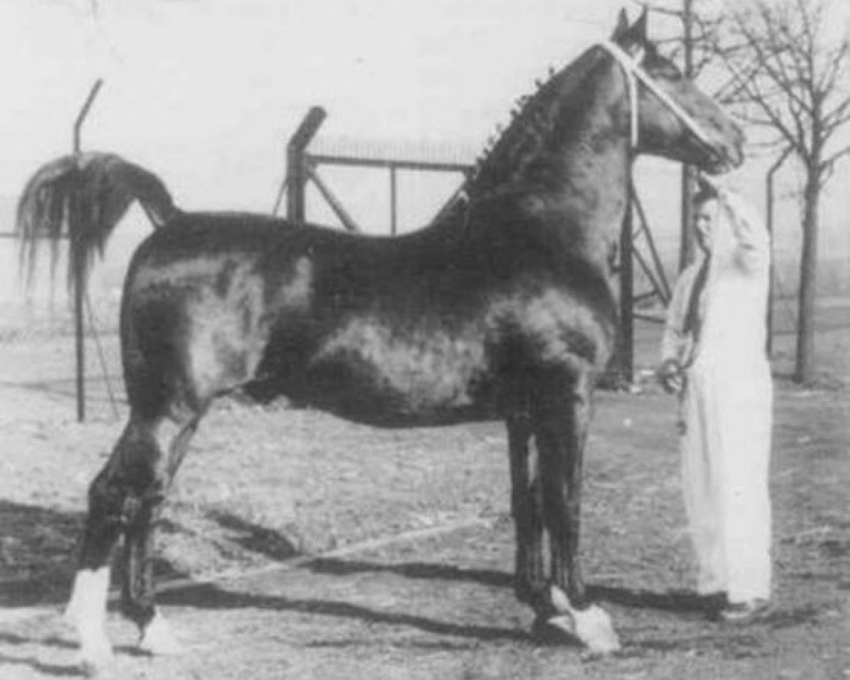 stallion Selim (Gelderland, 1953, from Nestor)