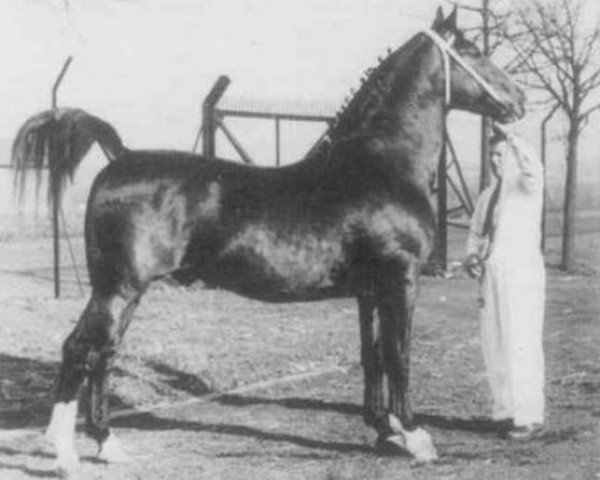 stallion Selim (Gelderland, 1953, from Nestor)