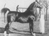 stallion Selim (Gelderland, 1953, from Nestor)