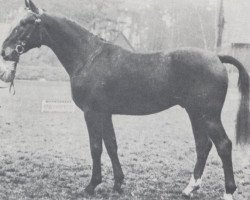 stallion Kurpfalz (Zweibrücken, 1966, from Kurier)