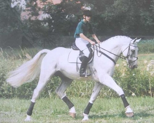 stallion Genf (Zweibrücken, 1983, from Genius)