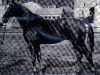 stallion Horrido (Trakehner, 1962, from Ilmengrund)