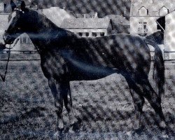 Deckhengst Horrido (Trakehner, 1962, von Ilmengrund)