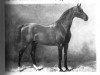 stallion Nord (Hanoverian, 1866, from Norfolk)