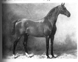 stallion Nord (Hanoverian, 1866, from Norfolk)