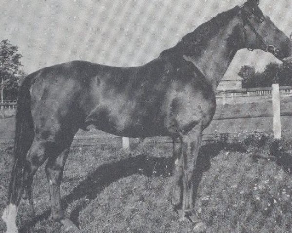 stallion Cerberus (unknown, 1965, from Ceylon)