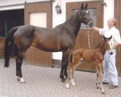 broodmare Dorly (Zweibrücken, 1987, from Dorian)