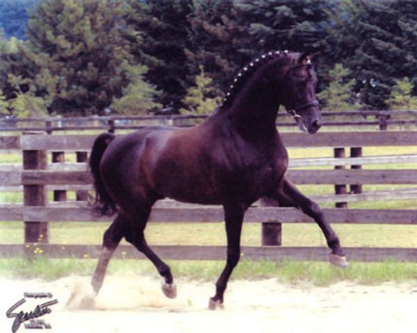 stallion Rubignon (Oldenburg, 1994, from Rubinstein I)