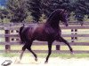 stallion Rubignon (Oldenburg, 1994, from Rubinstein I)