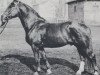 stallion Norius (Zweibrücken, 1945, from Normer)