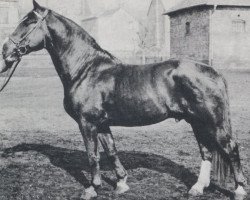 stallion Norius (Zweibrücken, 1945, from Normer)