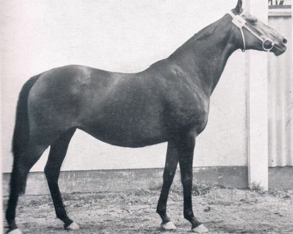 broodmare Angviola xx (Thoroughbred, 1945, from Wahnfried xx)