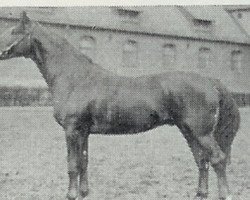 stallion Anfechter 3112 (Hanoverian, 1935, from Almjaeger I)