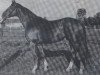 stallion Hagen (Trakehner, 1966, from Carajan)