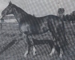 Deckhengst Hagen (Trakehner, 1966, von Carajan)