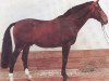 stallion Dragoner (Hanoverian, 1977, from Darling)