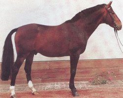 stallion Dragoner (Hanoverian, 1977, from Darling)