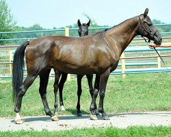 broodmare Akvarel (Akhal-Teke, 2001, from Ahmed)