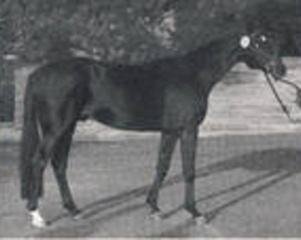 stallion Odeur xx (Thoroughbred, 1984, from Athenagoras xx)