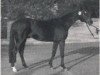 stallion Odeur xx (Thoroughbred, 1984, from Athenagoras xx)