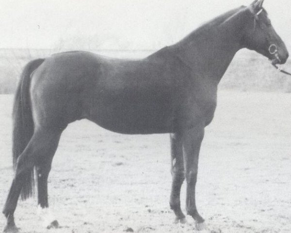 stallion Salut (Holsteiner, 1973, from Sherry Netherland xx)