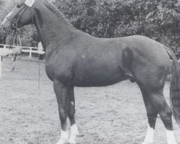 stallion Traminer (Hanoverian, 1978, from Trapper)