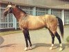 stallion Polotli (Akhal-Teke, 1965, from Peren)