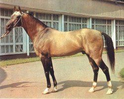 stallion Polotli (Akhal-Teke, 1965, from Peren)