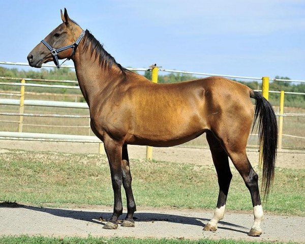 broodmare Aidjemal (Akhal-Teke, 2002, from Murgab)