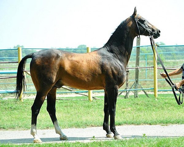 stallion Yazaidym (Akhal-Teke, 2002, from Orlan)