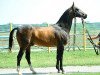 stallion Yazaidym (Akhal-Teke, 2002, from Orlan)