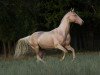 stallion Piastr (Akhal-Teke, 1998, from Polot)