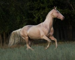 stallion Piastr (Akhal-Teke, 1998, from Polot)