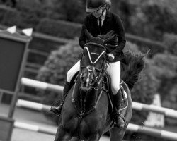 jumper Arlando Z (Zangersheide riding horse, 2005, from Argentinus)