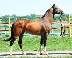 stallion Paikend (Akhal-Teke, 2002, from Dasht)