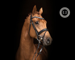 stallion Villazón (Trakehner, 2018, from Ituango xx)