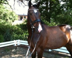 dressage horse Piatra (Westphalian, 2001, from Piano II)