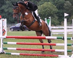 jumper Askans Lady (Oldenburg show jumper, 2003, from Accept)