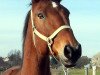 broodmare Jugina (Sachse, 1999, from Caretello B)