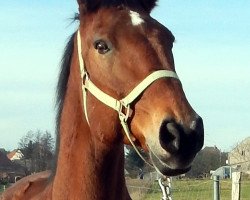 broodmare Jugina (Sachse, 1999, from Caretello B)