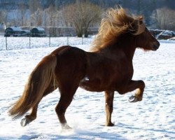 horse Gelmir vom Sommerberg (Iceland Horse, 2005, from Hrafn vom Schloßberg)