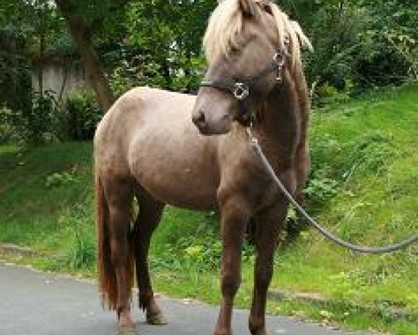 horse Gustur von Hunoldsburg (Iceland Horse, 2005, from Gnyfari vom Wiesenhof)