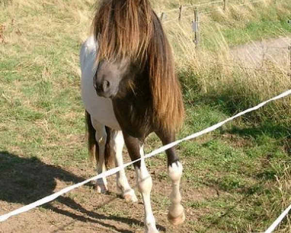 Pferd Galsi vom Glückstal (Islandpferd, 2005, von Álfskjoni von Roetgen)