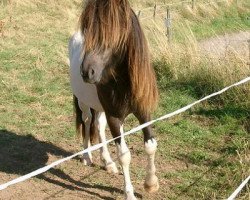 Pferd Galsi vom Glückstal (Islandpferd, 2005, von Álfskjoni von Roetgen)